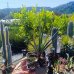 Yucca rigida (Juka tuhá) ‘BLUE SENTRY’- výška 10-15 cm, kont. P9/P11 Yucca rigida (Juka tuhá) ‘BLUE SENTRY’- výška 10-15 cm, kont. P9/P11